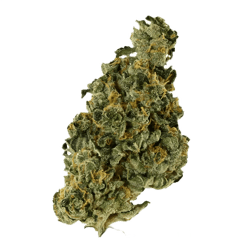 Remexian 33/1 1 HMA LOG minis Cannabisbl&uuml;ten